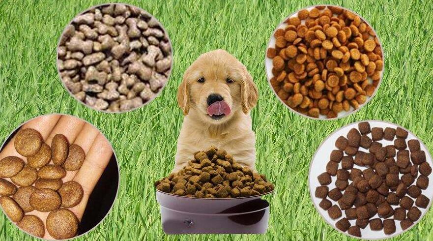 寵物食品進(jìn)口需要許可證嗎?(寵物食品進(jìn)口許可證)